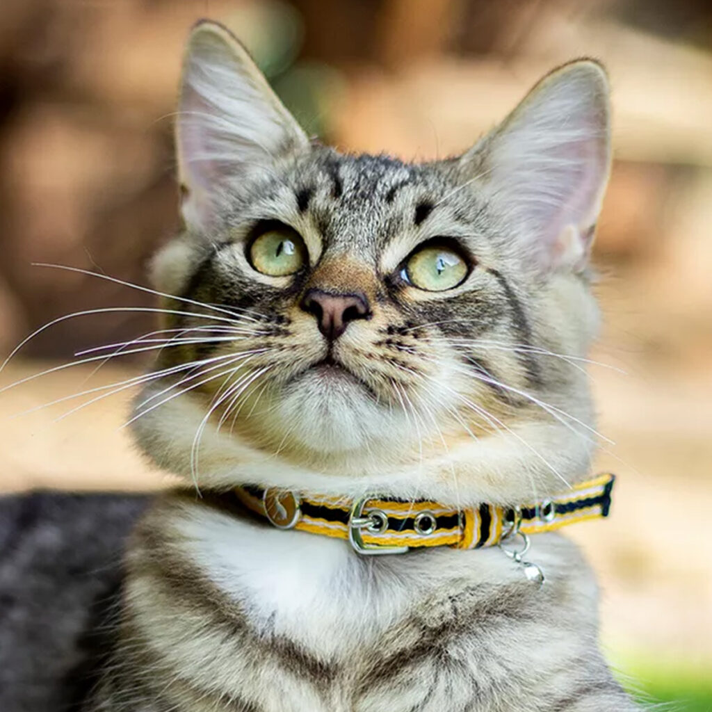 Joules Coastal Cat Collar Twin Pack