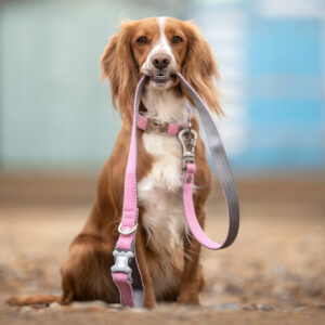 Hugo & Hudson Pink Herringbone Tweed Metal Buckle Dog Collar and Lead