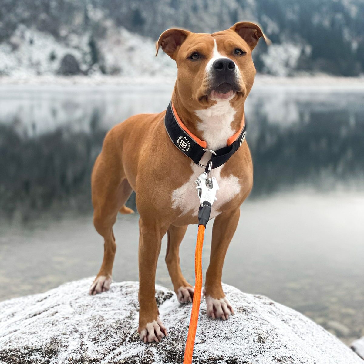 CATDOG Store RR Collar Soft Padded Reflective Collar from Bullybillows