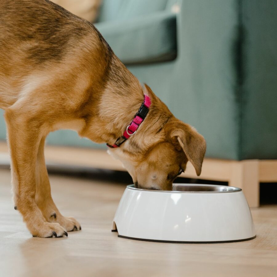 Dog bowl