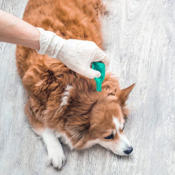 Flea, Tick & Wormers