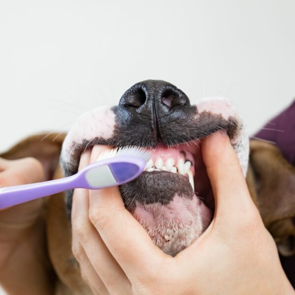 Grooming