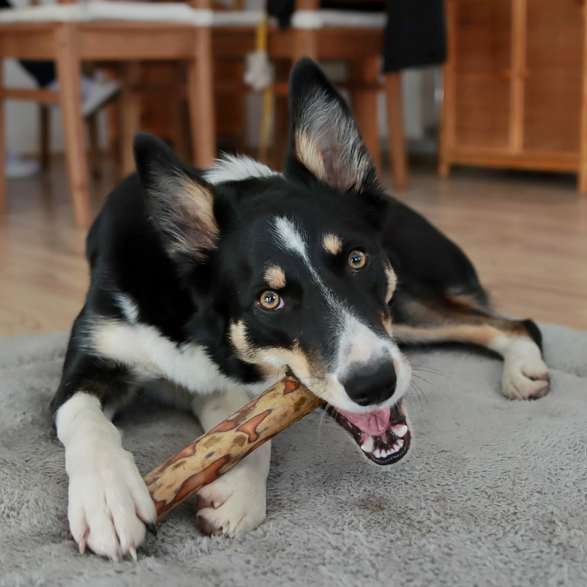 Green & Wilds Olivewood Chew | Medium - Image 2