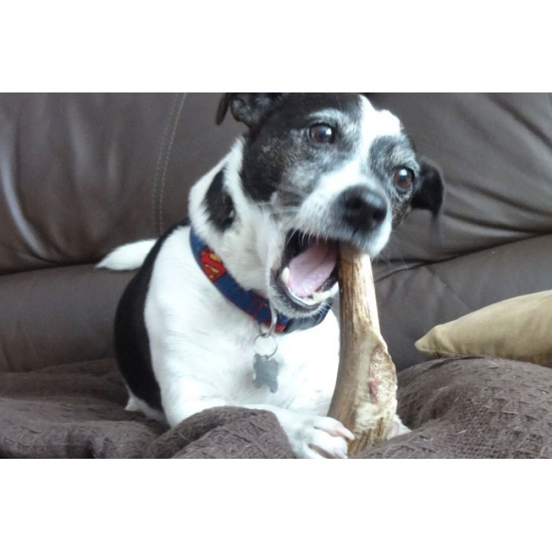 Green & Wilds Original Antler Chew | Medium - Image 2