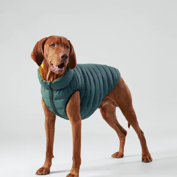 Hackett X Hugo & Hudson Reversible Dog Puffer Jacket - Forest Green & Gold from Catdog Store