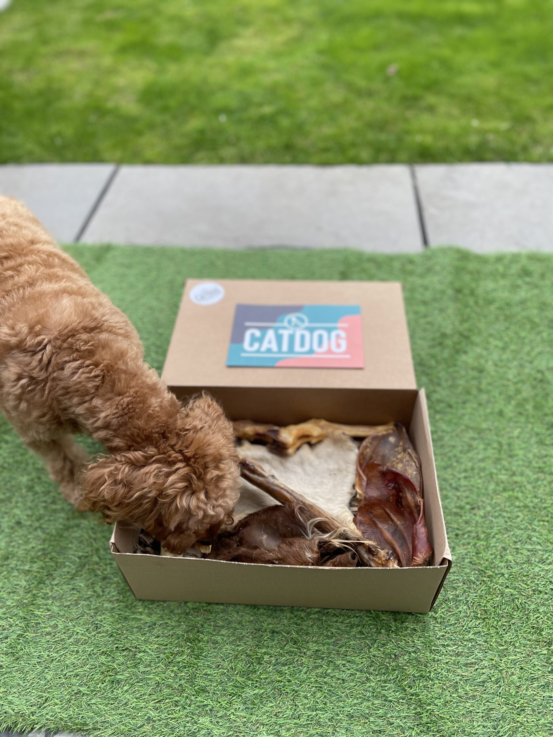 The 'Big Chomper' Box - Image 3