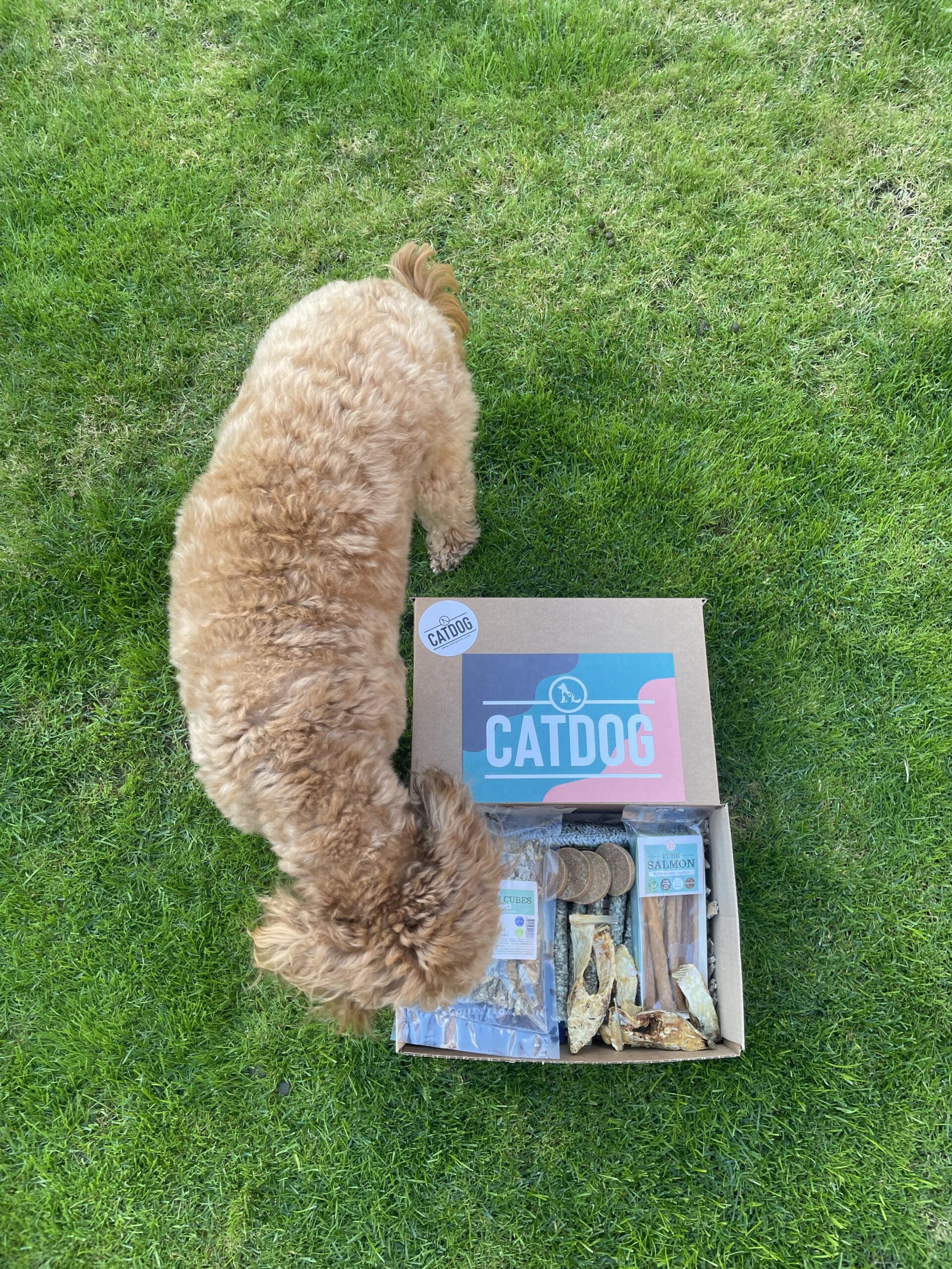 The 'Mega Fish' Box - Image 4